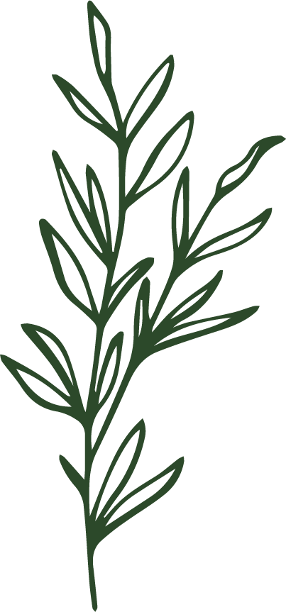 Illustration plante