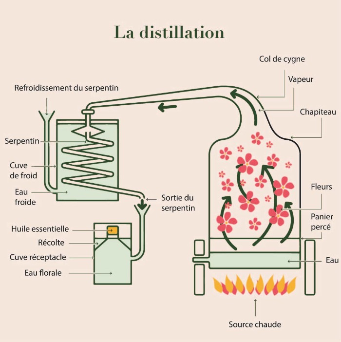 Schéma d'un alambic au cours d'une distillation par entrainement à la